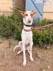 Saona,  young Greyhound for adoption at Le Clan des Lévriers