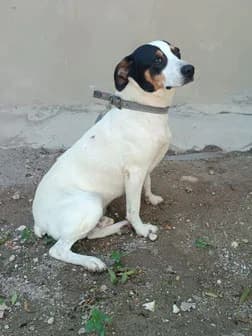 Saxo,  5yo Greyhound for adoption at Le Clan des Lévriers