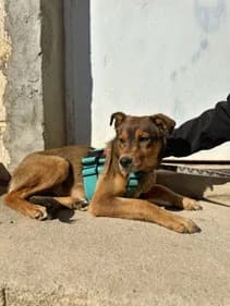 Urona,  young Greyhound for adoption at Le Clan des Lévriers