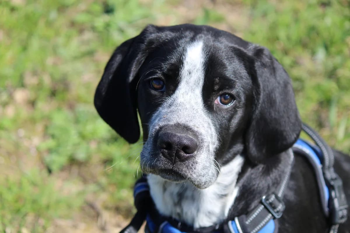 Ezio, Noir et blanc truitée Gabarit : Moyen (p male young Cane Corso for adoption at Le Jardin des Patates, Grabels