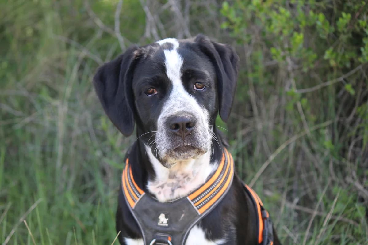 Nato, Noir et blanc truitée Gabarit : Moyen à male young Cane Corso for adoption at Le Jardin des Patates, Grabels