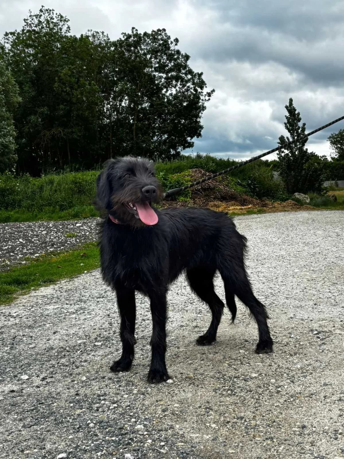 Naya, female senior Labrador Retriever for adoption at Refuge Les Amis des Bêtes