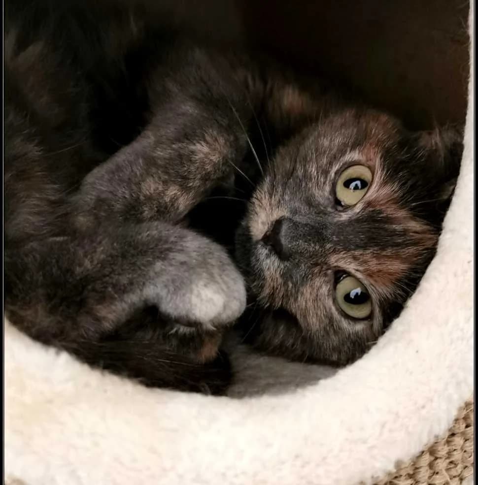 Inaya, European Shorthair (Refuge Les Amis des Bêtes)