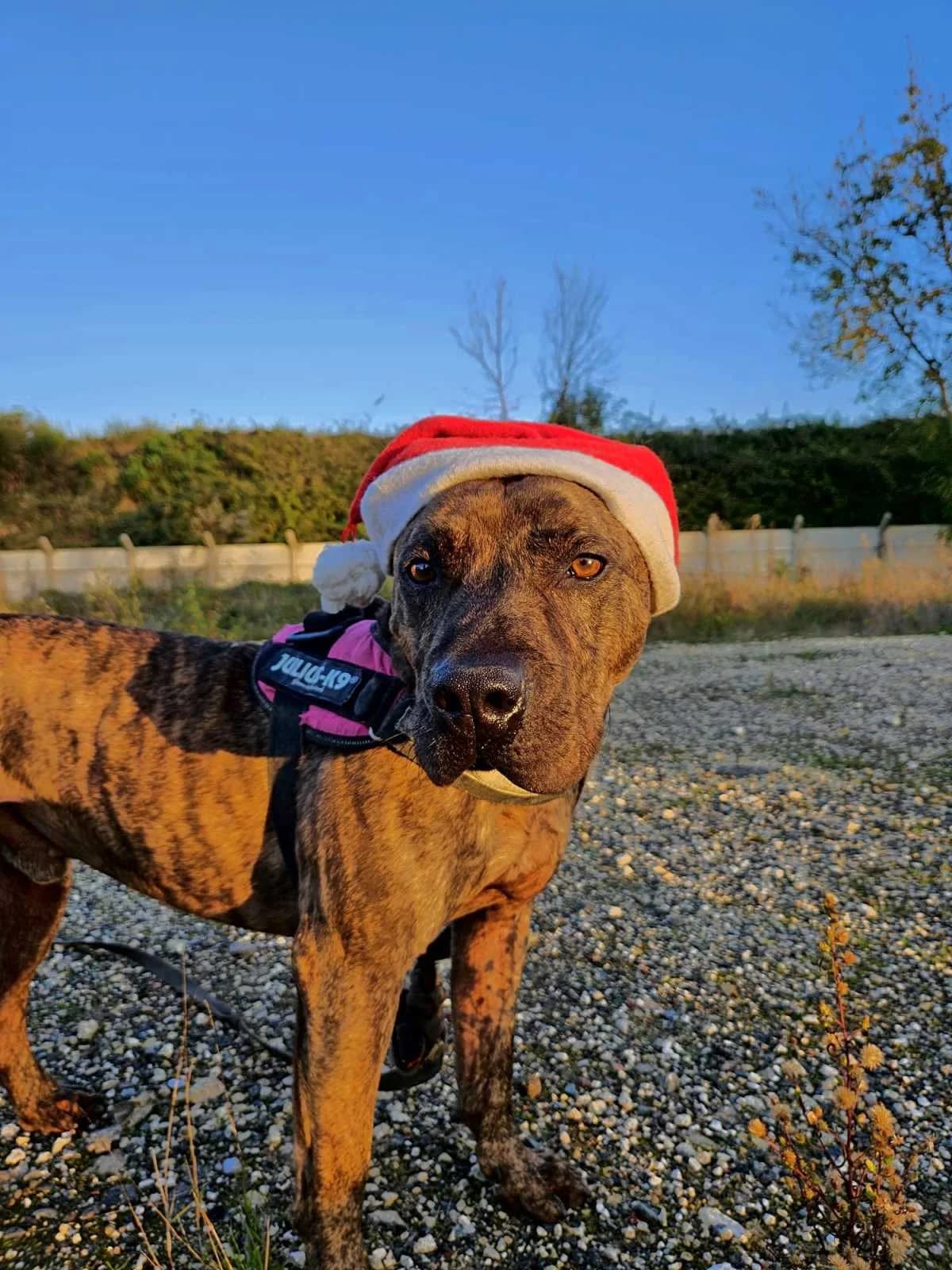 Bully, male 7yo Labrador Retriever for adoption at Refuge Les Amis des Bêtes