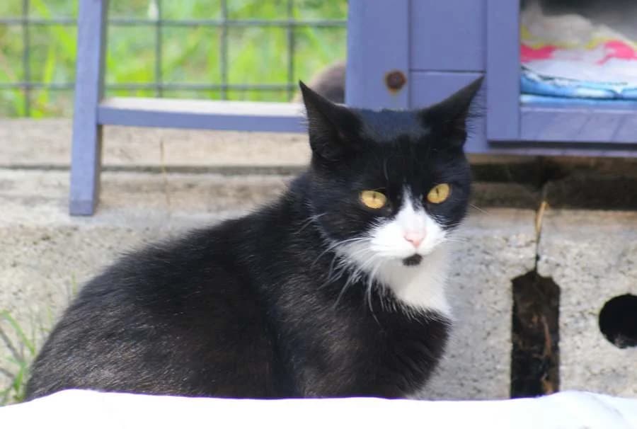 MIA, female 5yo Mixed Breed for adoption at Les Andernochats, les andernochats