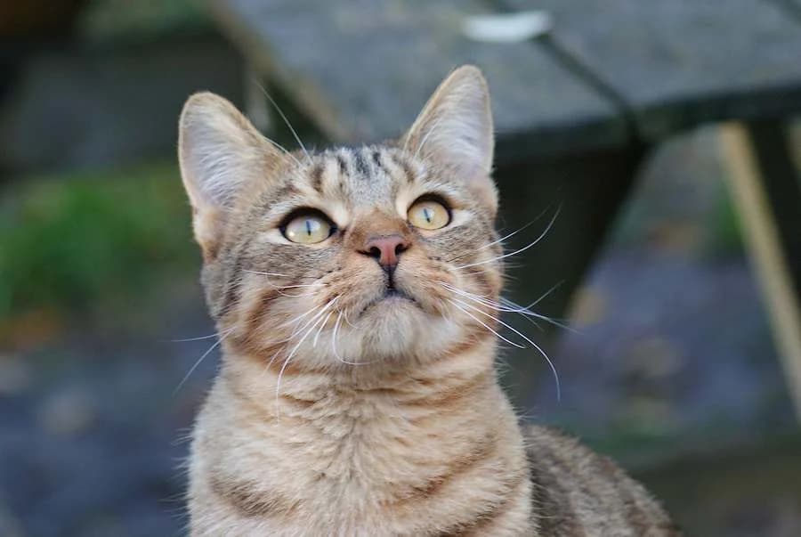 Sony, young Mixed Breed for adoption at Les Andernochats, les andernochats