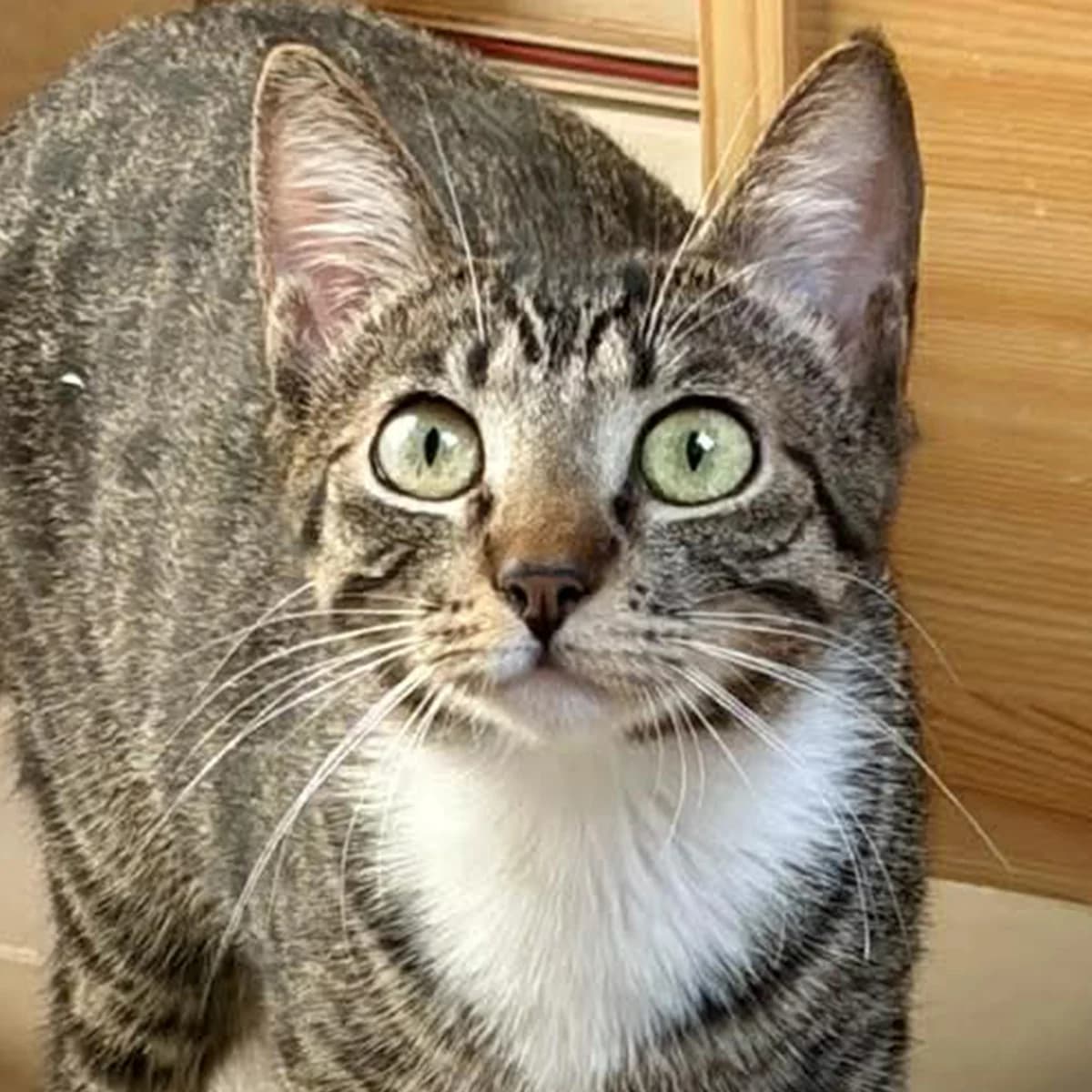 Ana, female young Mixed Breed for adoption at Les Chat, les cat pattes