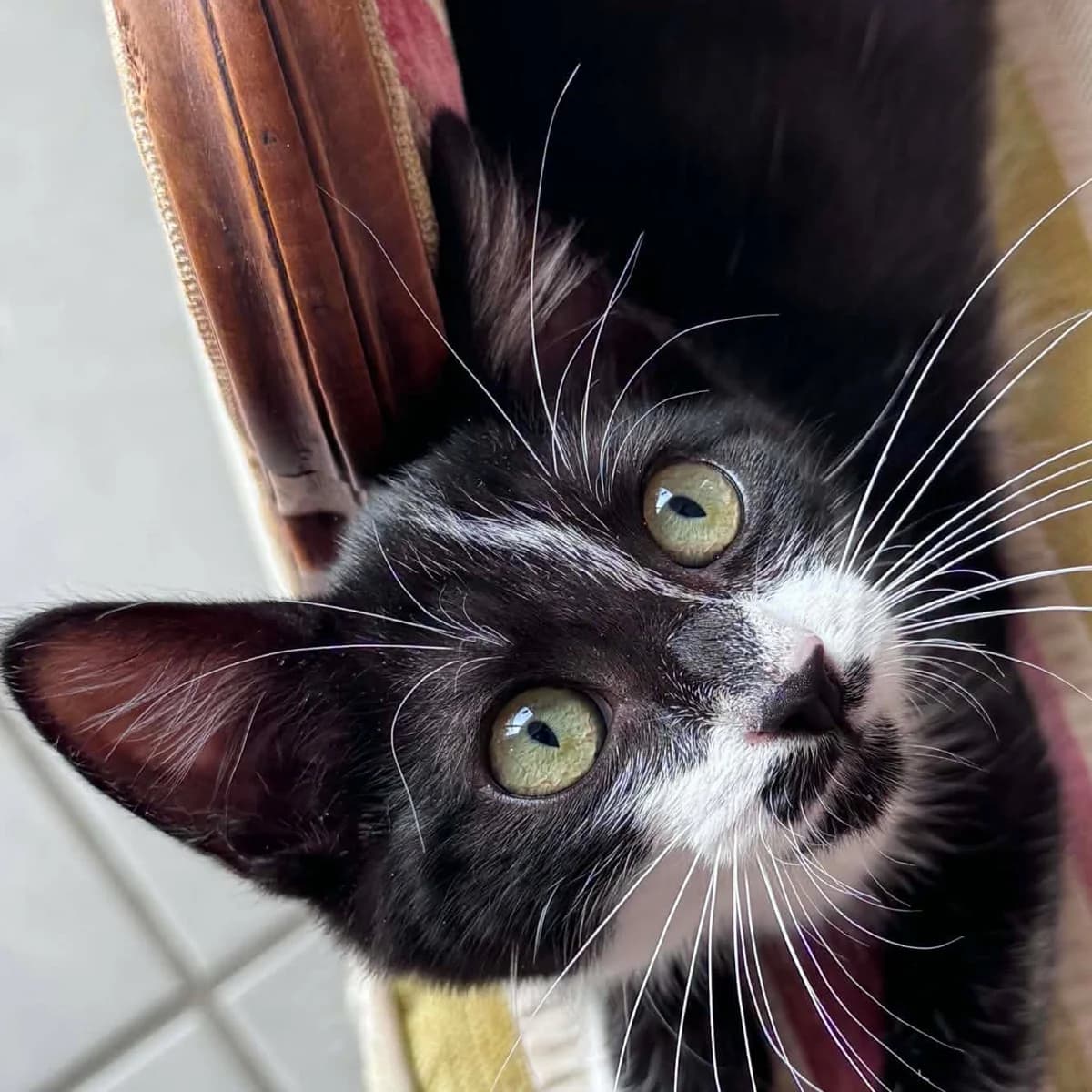 Banzaï, female Mixed Breed for adoption at Les Chat, les cat pattes