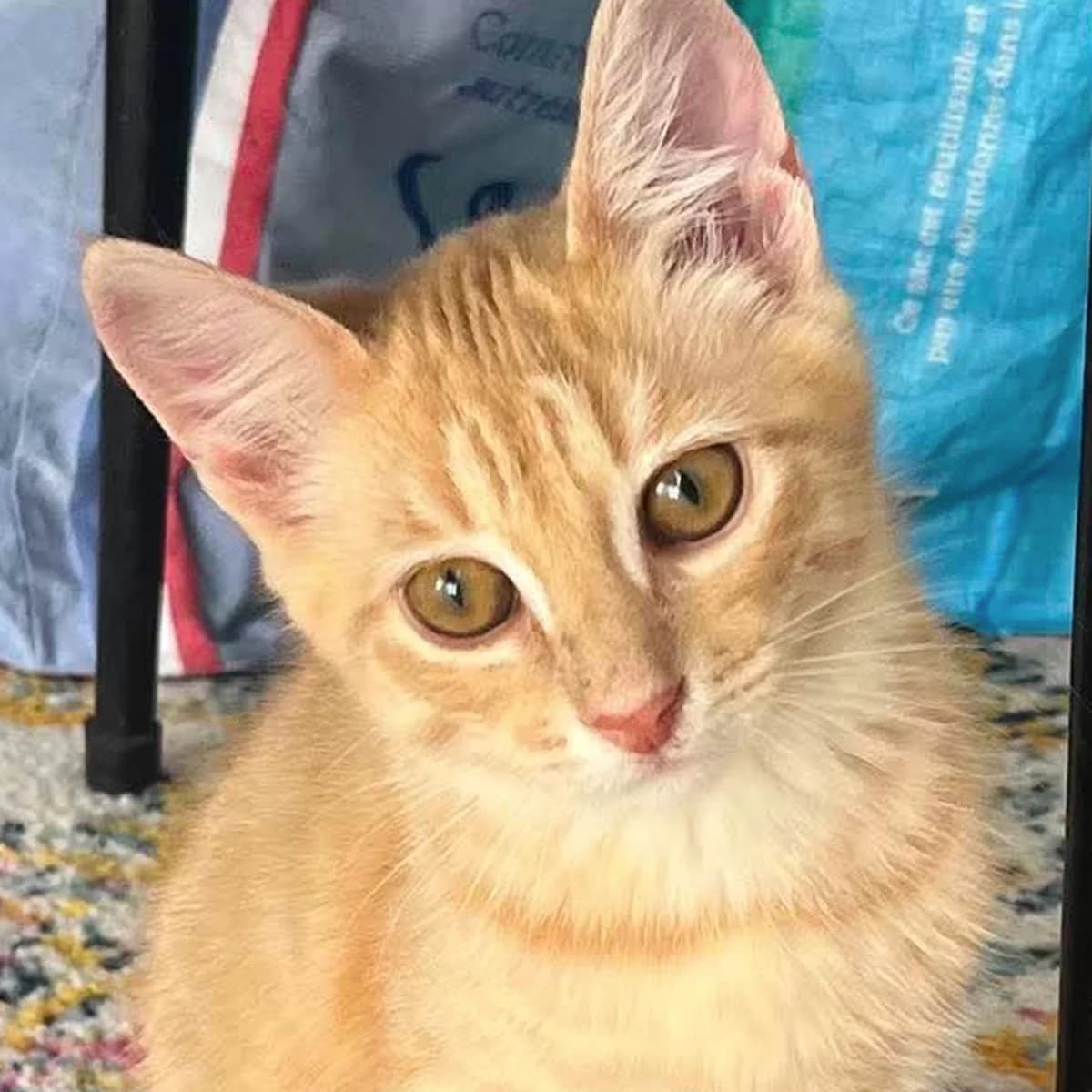 Bibelot, male puppy Mixed Breed for adoption at Les Chat, les cat pattes