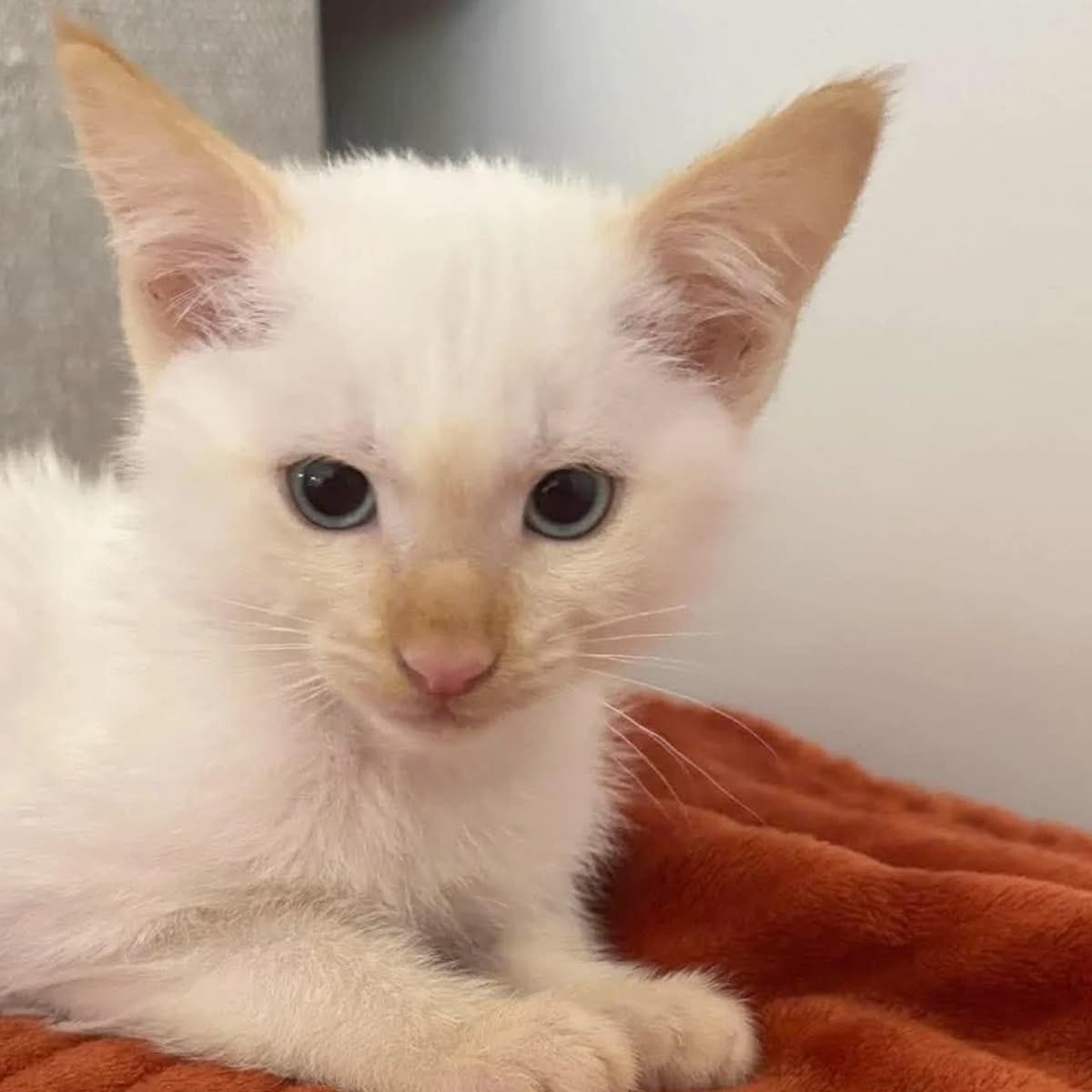 Bigorno, male puppy Mixed Breed for adoption at Les Chat, les cat pattes