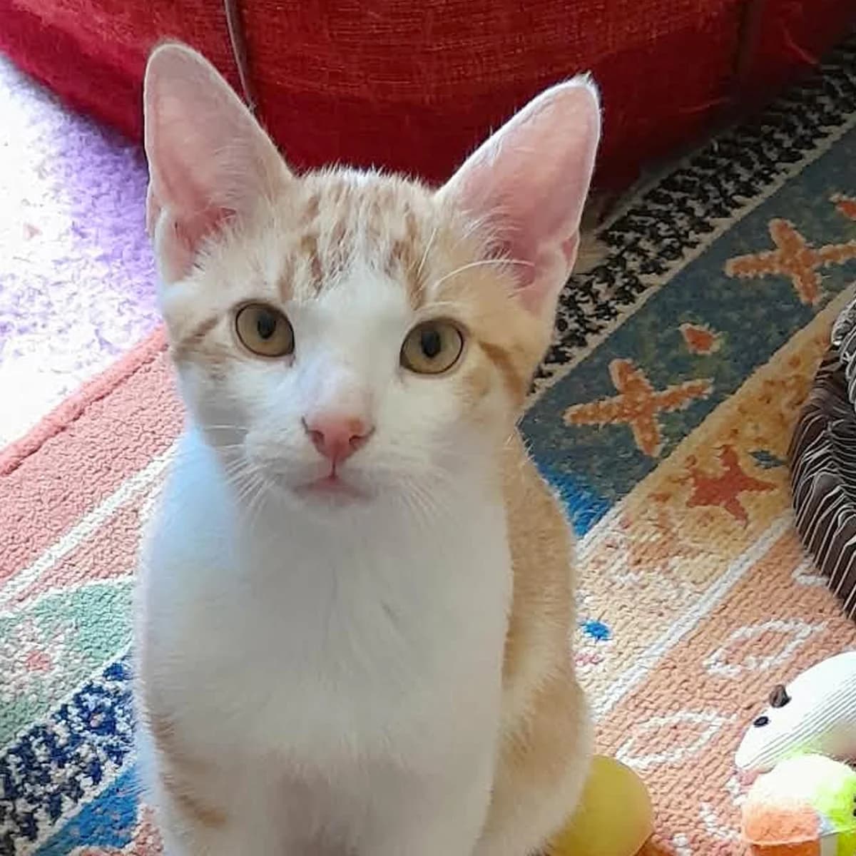Bonté, male puppy Mixed Breed for adoption at Les Chat, les cat pattes
