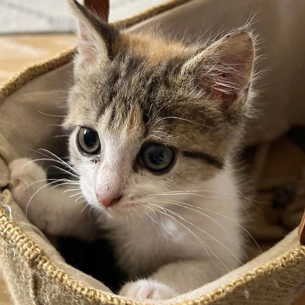 Briska, female Mixed Breed for adoption at Les Chat, les cat pattes