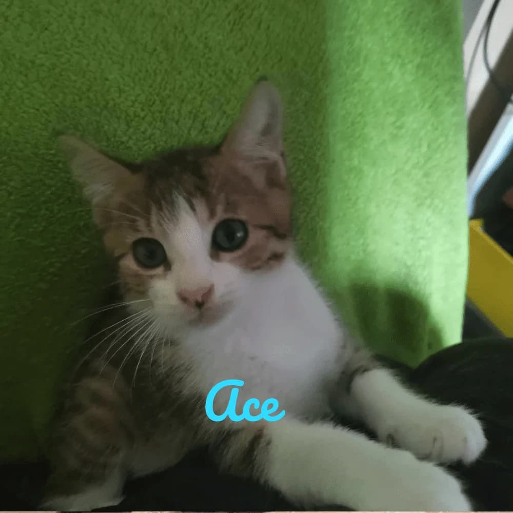 Ace, Mixed Breed (Les Chachous de Chacha)