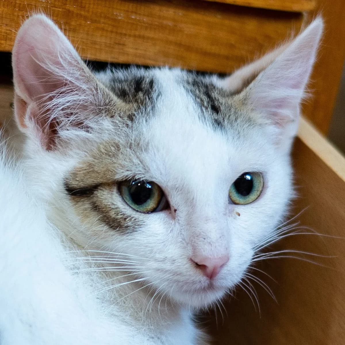 Eos, Mixed Breed (Les Chachous de Chacha)