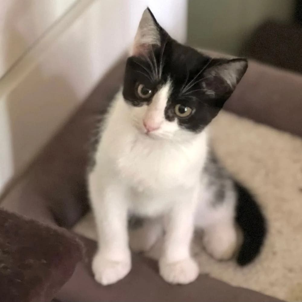 Era, Mixed Breed (Les Chachous de Chacha)