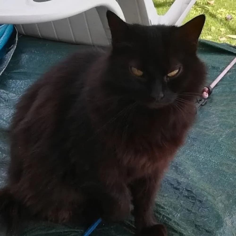 Noa, Mixed Breed (Les Chachous de Chacha)
