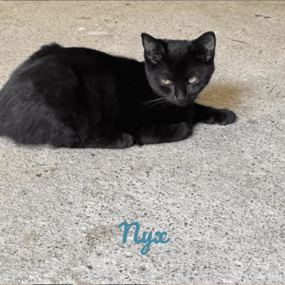 Nyx, Mixed Breed (Les Chachous de Chacha)