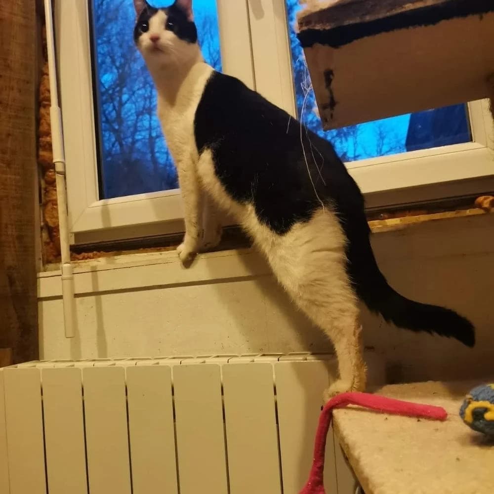 Ram, Mixed Breed (Les Chachous de Chacha)