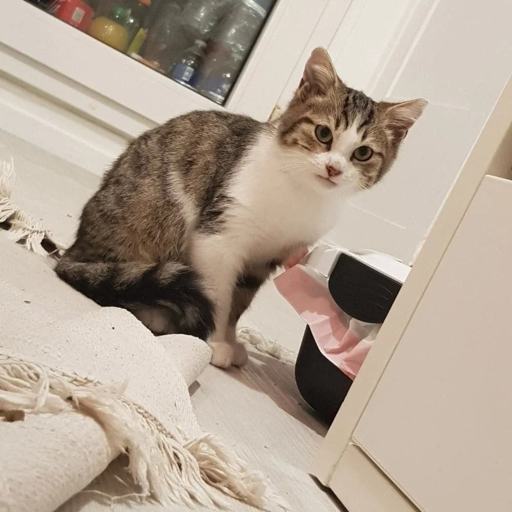 Tao, Mixed Breed (Les Chachous de Chacha)