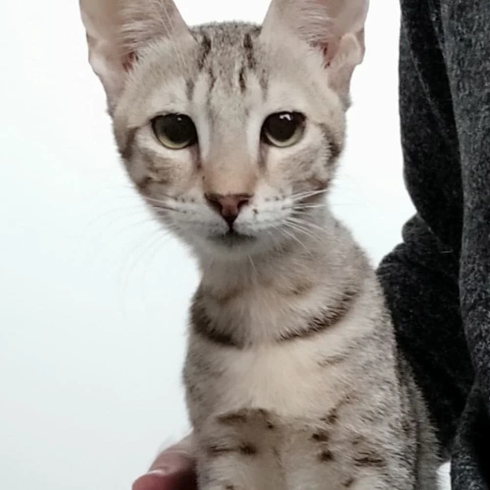 Tia, Mixed Breed (Les Chachous de Chacha)