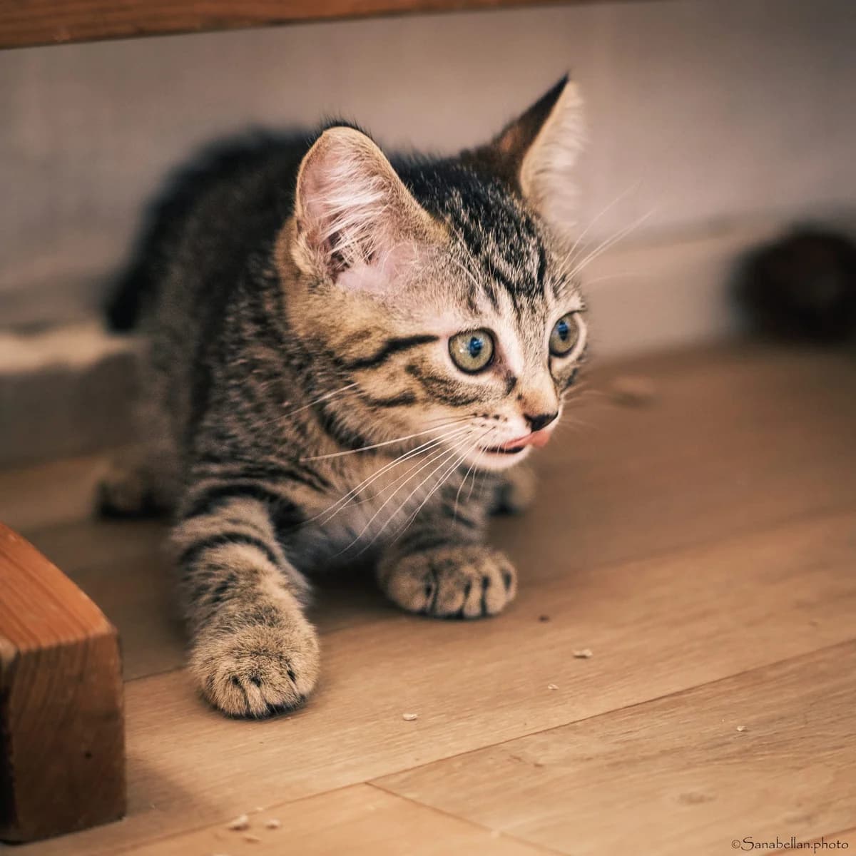 Tom, Mixed Breed (Les Chachous de Chacha)