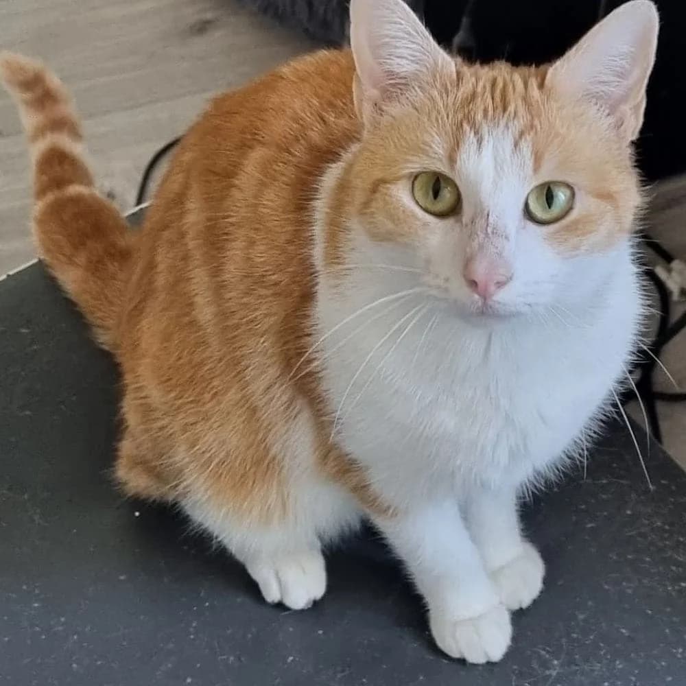 Tya, Mixed Breed (Les Chachous de Chacha)
