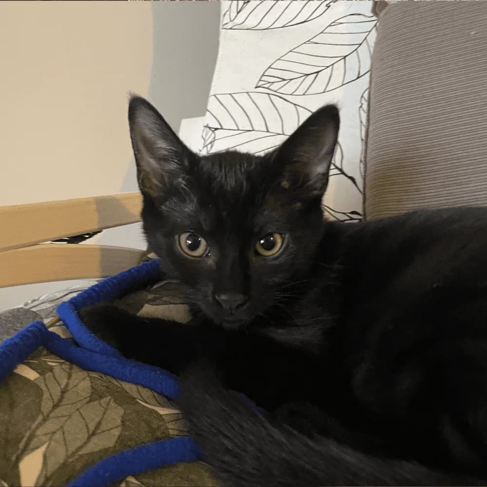 Uno, Mixed Breed (Les Chachous de Chacha)