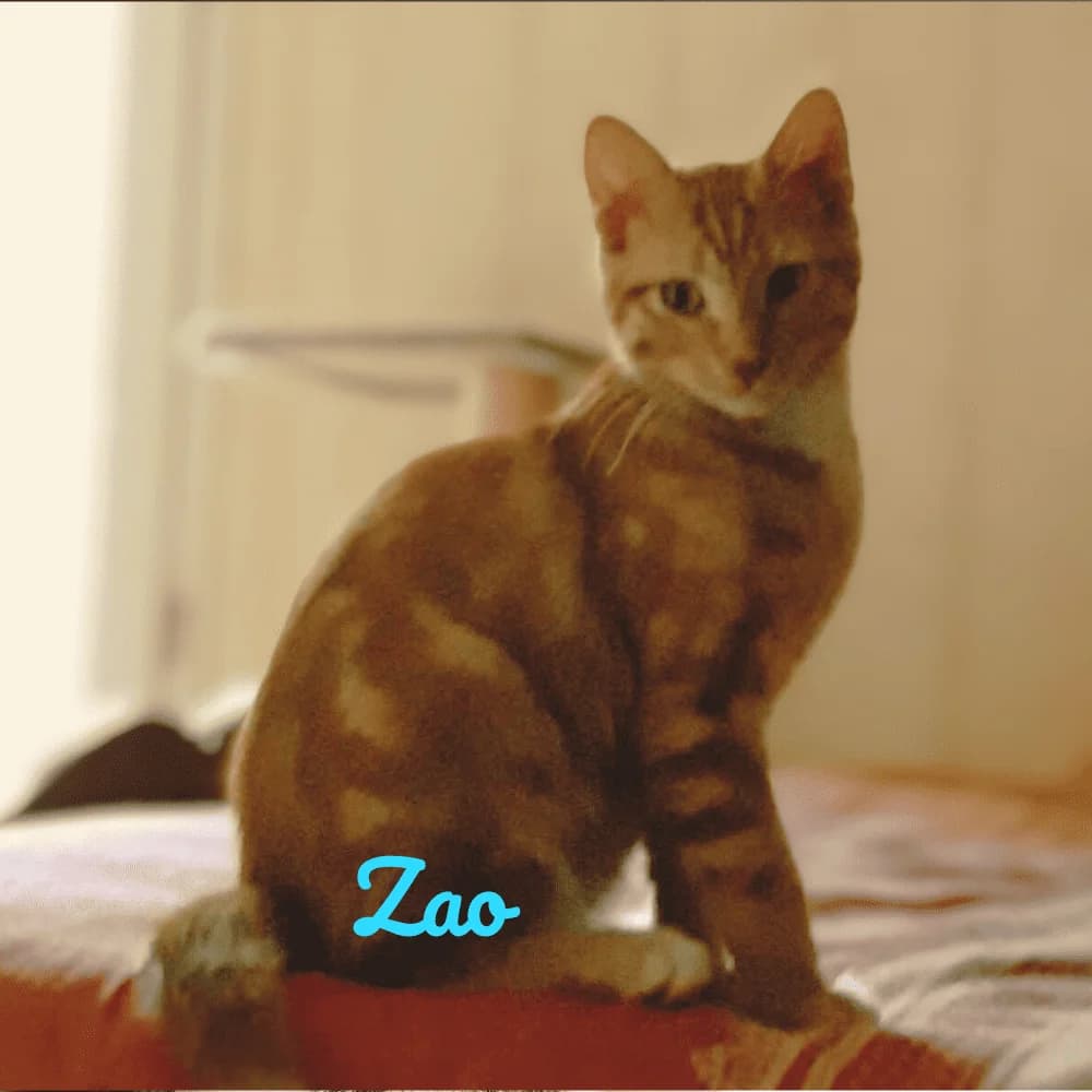 Zao, Mixed Breed (Les Chachous de Chacha)