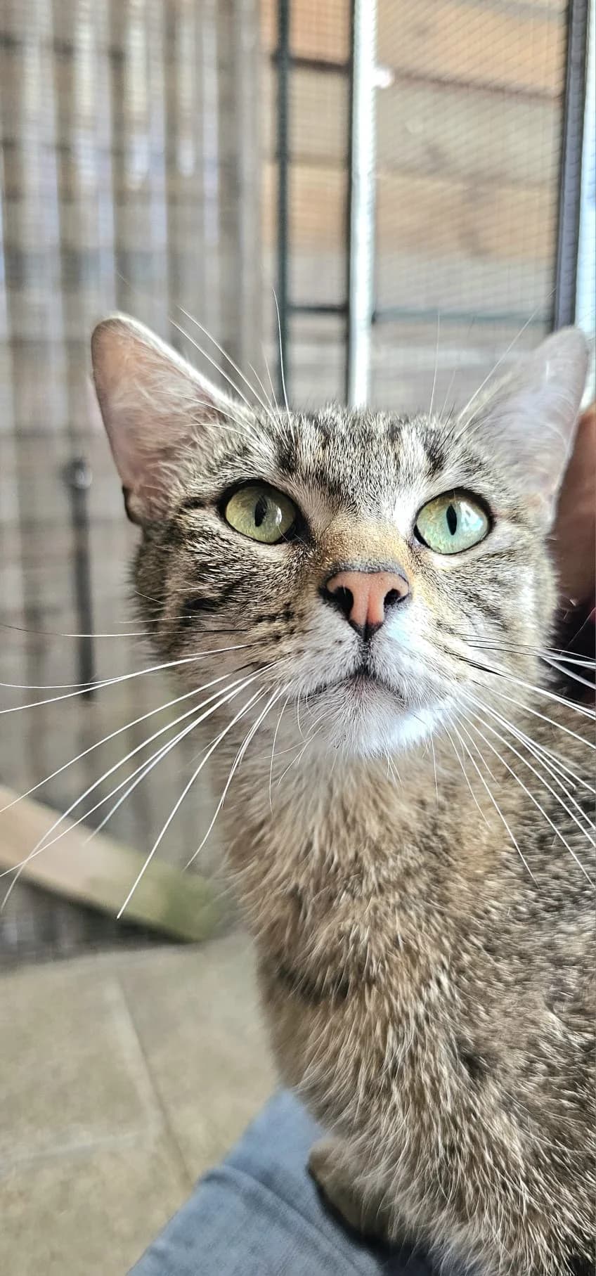 BAKARA, female 5yo Mixed Breed for adoption at Les Chats d, Audenge