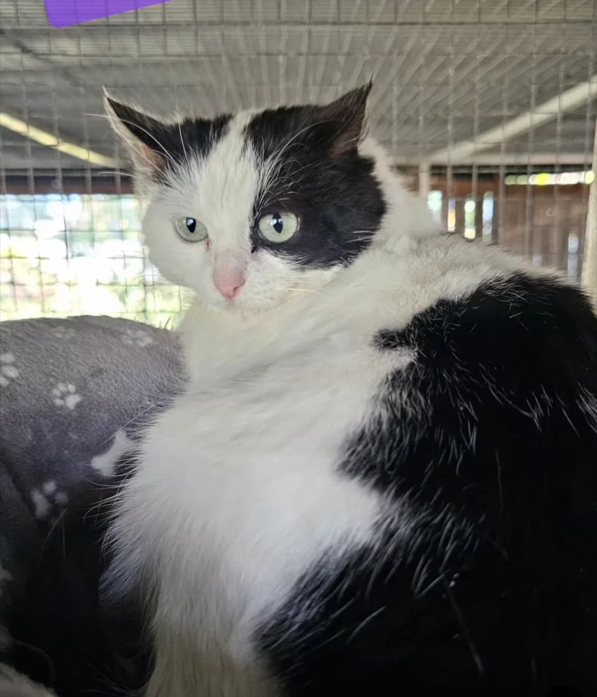 Brume, female young Mixed Breed for adoption at Les Chats d, Audenge