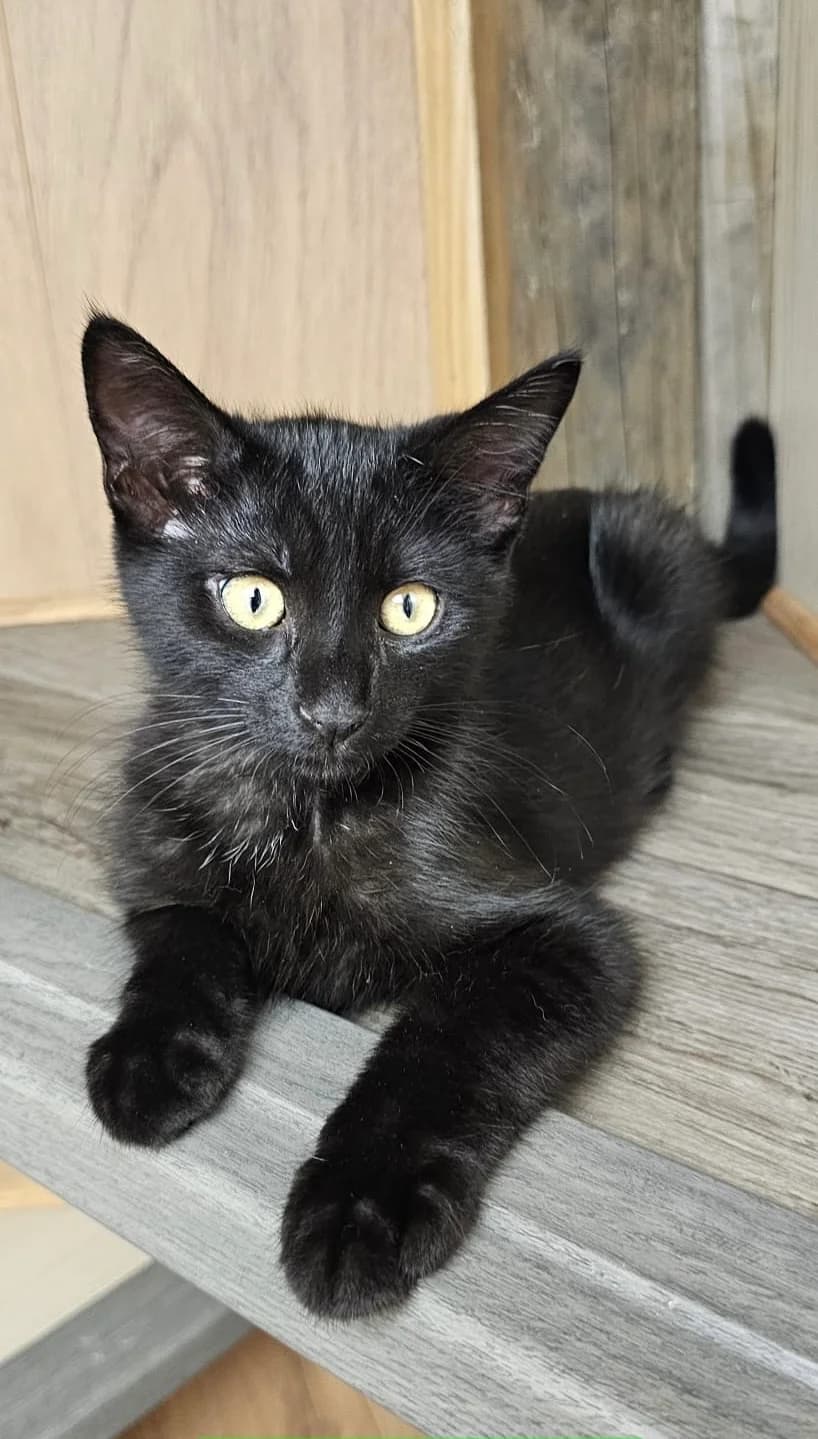 BABOUCHE, male puppy Mixed Breed for adoption at Les Chats d, Audenge