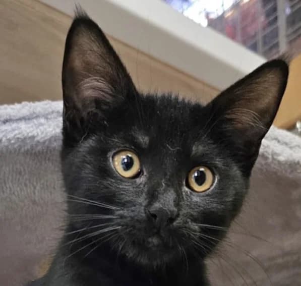 BARBIE, female puppy Mixed Breed for adoption at Les Chats d, Audenge