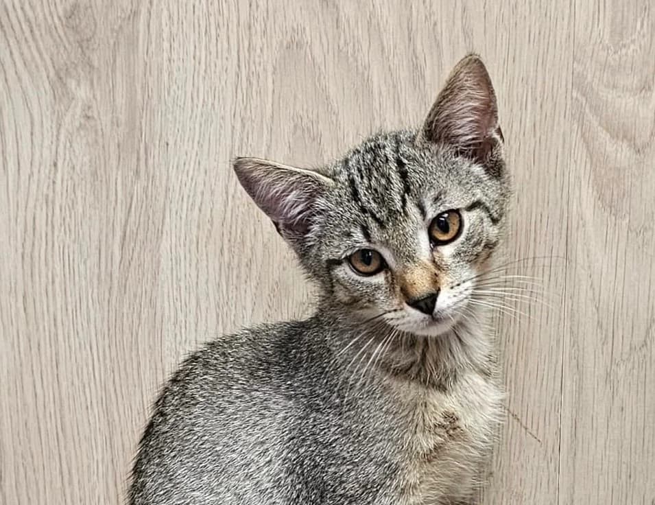 BENJI, male senior Mixed Breed for adoption at Les Chats d, Audenge