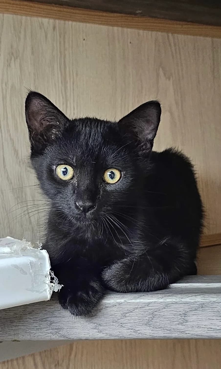 BENNY, male puppy Mixed Breed for adoption at Les Chats d, Audenge