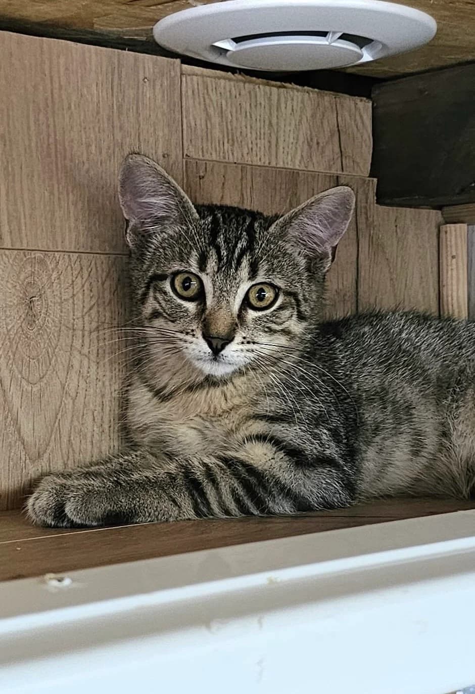 BIDULE, male puppy Mixed Breed for adoption at Les Chats d, Audenge