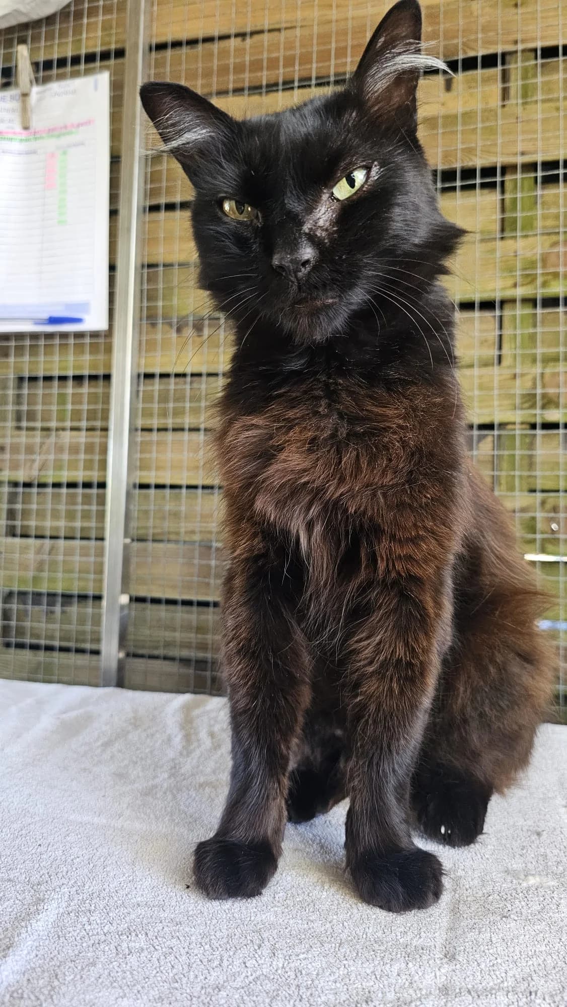 BIZET, male 4yo Mixed Breed for adoption at Les Chats d, Audenge