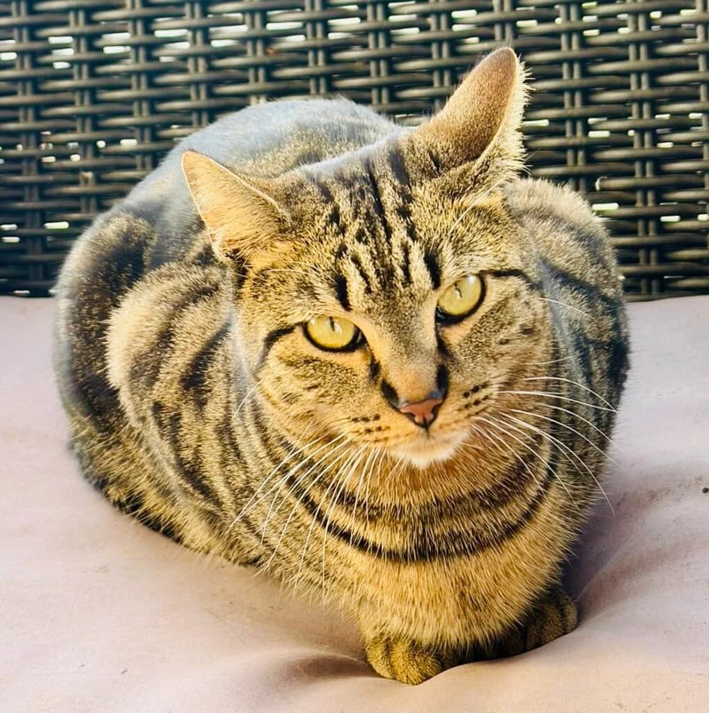 GAPONONO, male young European Shorthair for adoption at Association les Chats d
