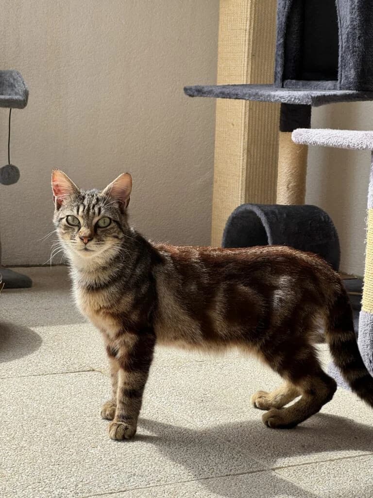 BOUNTY, male young European Shorthair for adoption at Association les Chats d