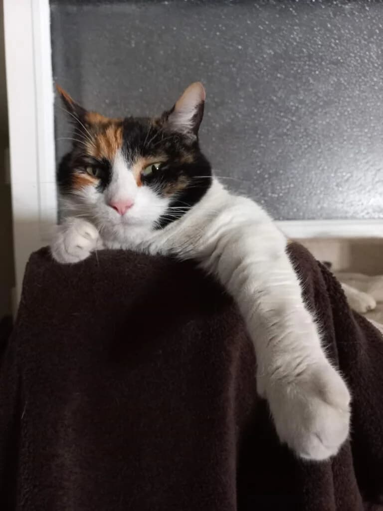 MISHA, female senior European Shorthair for adoption at Association les Chats d
