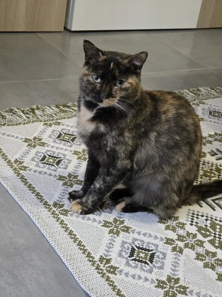 AGATHE, female 3yo European Shorthair for adoption at Association les Chats d
