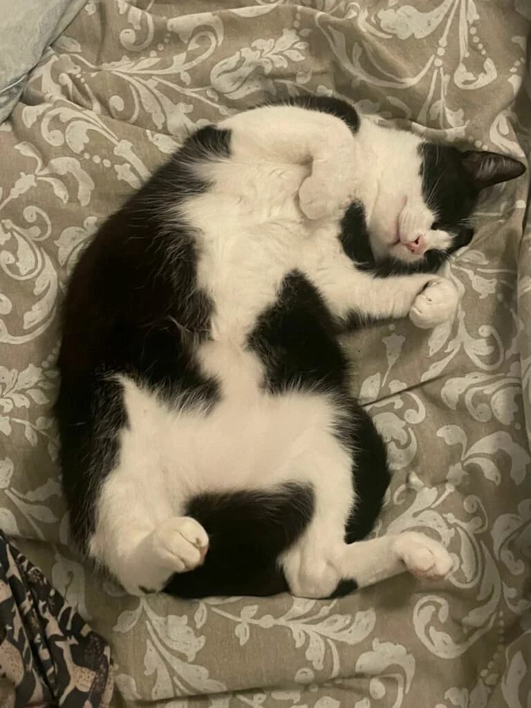 FRIPOUILLE, male young European Shorthair for adoption at Association les Chats d