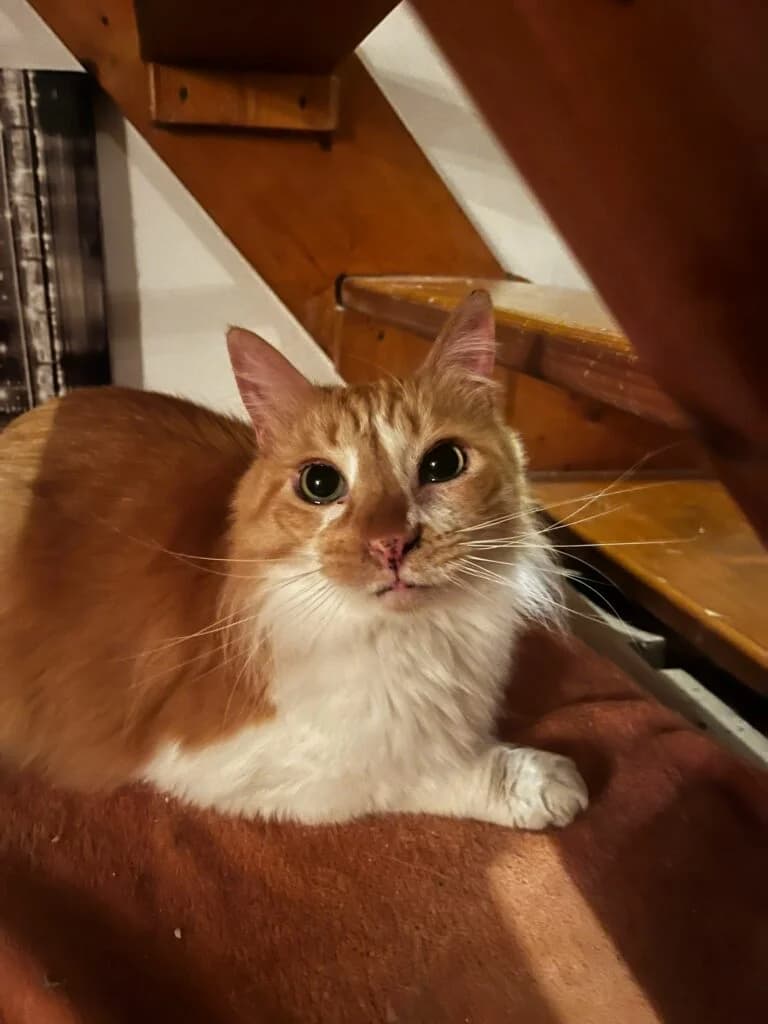 NOUNOURS, male 6yo European Shorthair for adoption at Association les Chats d