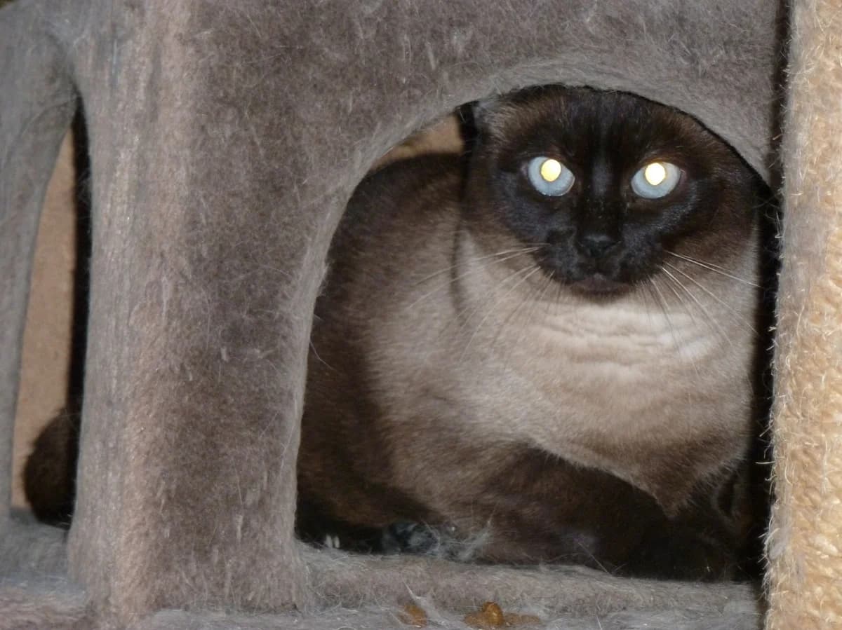 Gaspard FELV+ – parrainé par Stephanie, male Mixed Breed for adoption at Les Chats du hasard