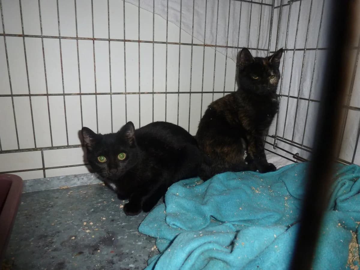 H 235 et H 236 disparues,  puppy Mixed Breed for adoption at Les Chats du hasard, Saint-Orens-de-Gameville