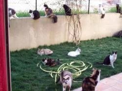 Réaliser un enclos pour ses chats,  Mixed Breed for adoption at Les Chats du hasard, Saint-Orens-de-Gameville