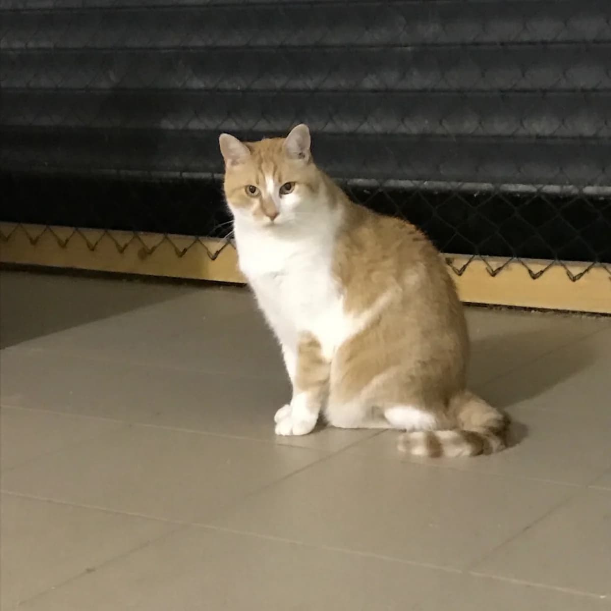 Babiole, male senior Mixed Breed for adoption at Les Chats du hasard, Saint-Orens-de-Gameville