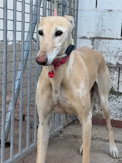 SUERTE, female Mixed Breed for adoption at Les Lévriers de Fébus, les levriers de febus