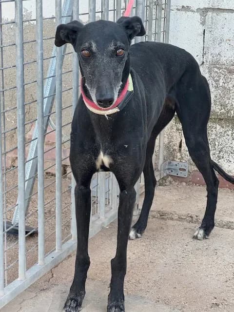 TONELA, female Mixed Breed for adoption at Les Lévriers de Fébus, les levriers de febus