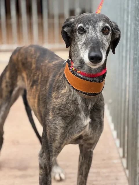 BARBAS, female Mixed Breed for adoption at Les Lévriers de Fébus, les levriers de febus