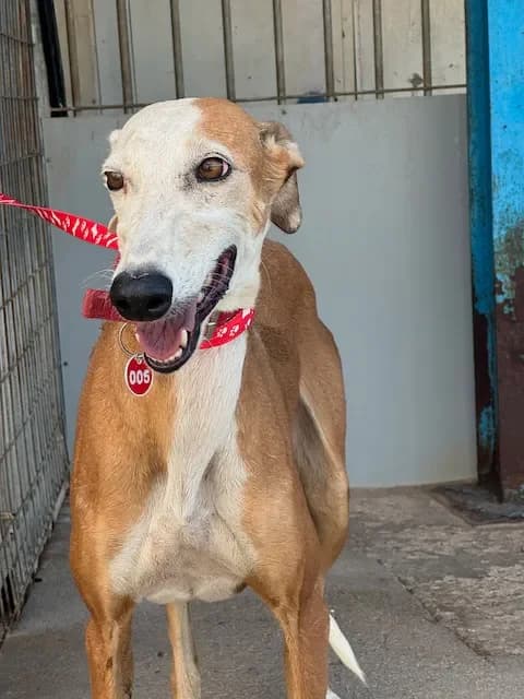 CARETA, female Mixed Breed for adoption at Les Lévriers de Fébus, les levriers de febus